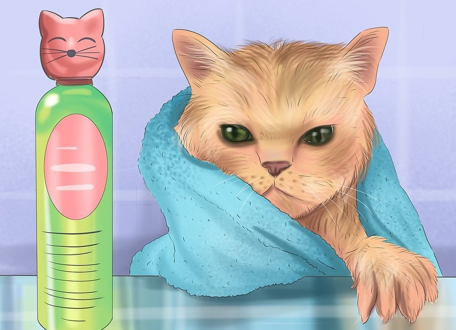 Zdobądź odpowiedni szampon dla kota.